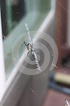 Argiope aurantia spiderÂ 2049